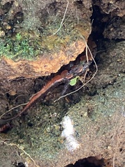 Desmognathus perlapsus