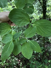 Cornus florida urbiniana