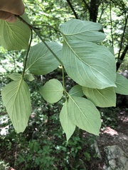 Cornus florida urbiniana
