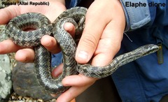 Elaphe dione
