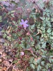 Geranium robertianum