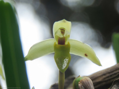 Maxillaria acuminata