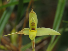Maxillaria acuminata