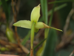Maxillaria acuminata