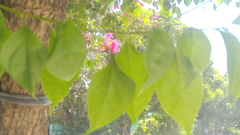 Bougainvillea
