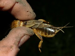 Gryllotalpa vineae