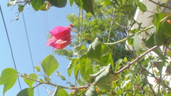 Bougainvillea