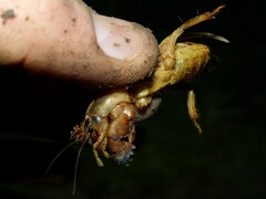 Gryllotalpa vineae