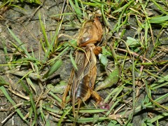 Gryllotalpa vineae