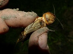 Gryllotalpa vineae