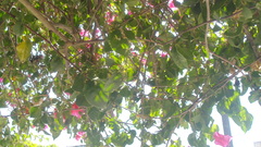 Bougainvillea