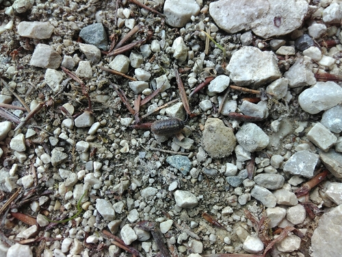 Armadillidium opacum