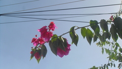 Bougainvillea