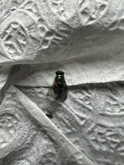 Lucilia sericata