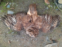 Strix rufipes