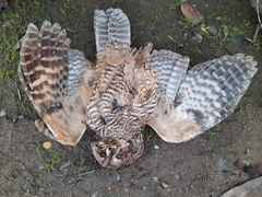 Strix rufipes