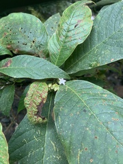 Sommera donnell-smithii