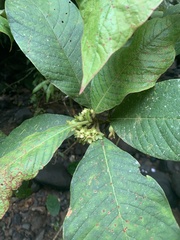 Sommera donnell-smithii