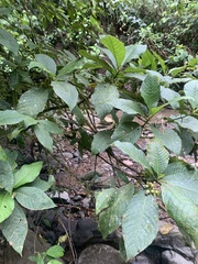 Sommera donnell-smithii