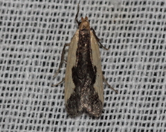 Dichomeris inserrata
