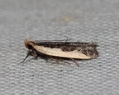 Dichomeris inserrata