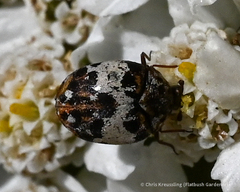 Anthrenus isabellinus