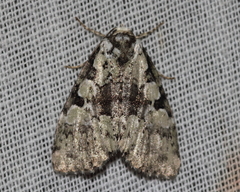 Leuconycta lepidula