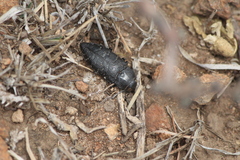 Lampetis dilaticollis