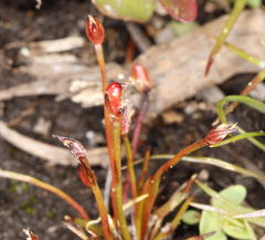 Juncus hemiendytus hemiendytus