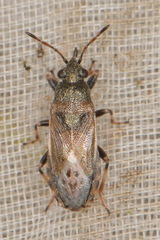 Heterogaster artemisiae