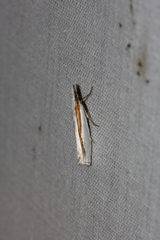 Crambus girardellus