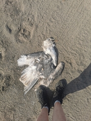 Larus schistisagus