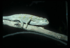 Trioceros ellioti