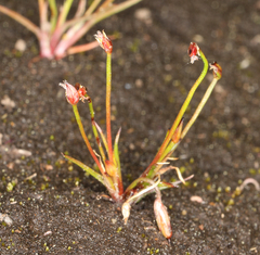 Juncus hemiendytus hemiendytus