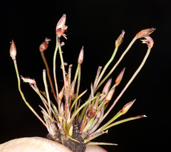 Juncus hemiendytus hemiendytus