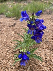 Penstemon glaber