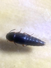 Tachinus pallipes