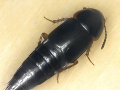 Tachinus pallipes