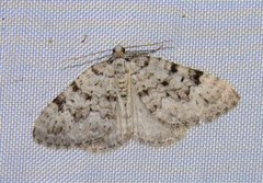 Perizoma oxygramma
