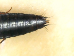 Tachinus pallipes