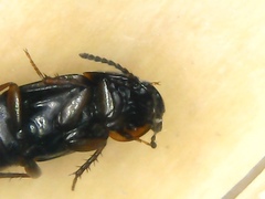 Tachinus pallipes