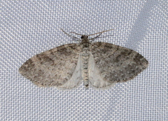Lobophora