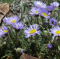 Erigeron pinnatisectus