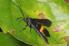 Synanthedon exitiosa