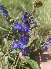 Penstemon glaber