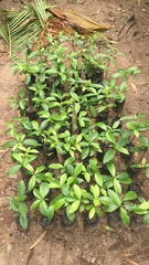 Psychotria viridis