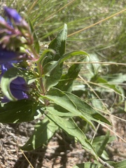 Penstemon glaber
