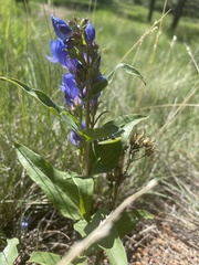 Penstemon glaber
