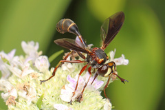Physocephala sagittaria