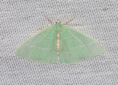 Nemoria glaucomarginaria